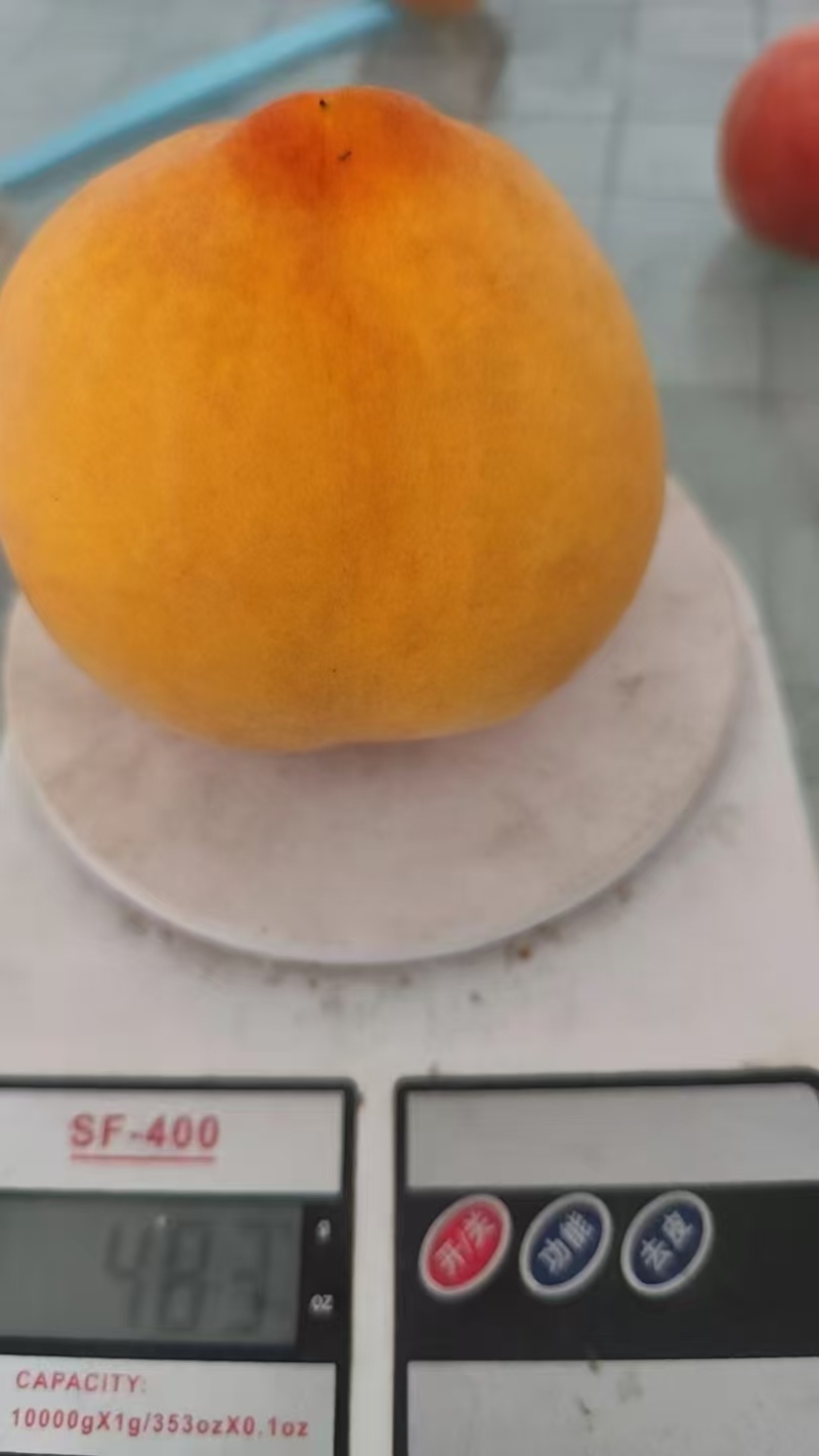 黄金蜜三号黄桃上市中，优质品种，口感超甜