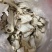 广东佛手柑干片包邮，一手货源视频看货全国发货，量大优惠