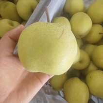 雪花梨/皇冠梨大量有货基地直供品质优现摘现发欢迎咨询来电