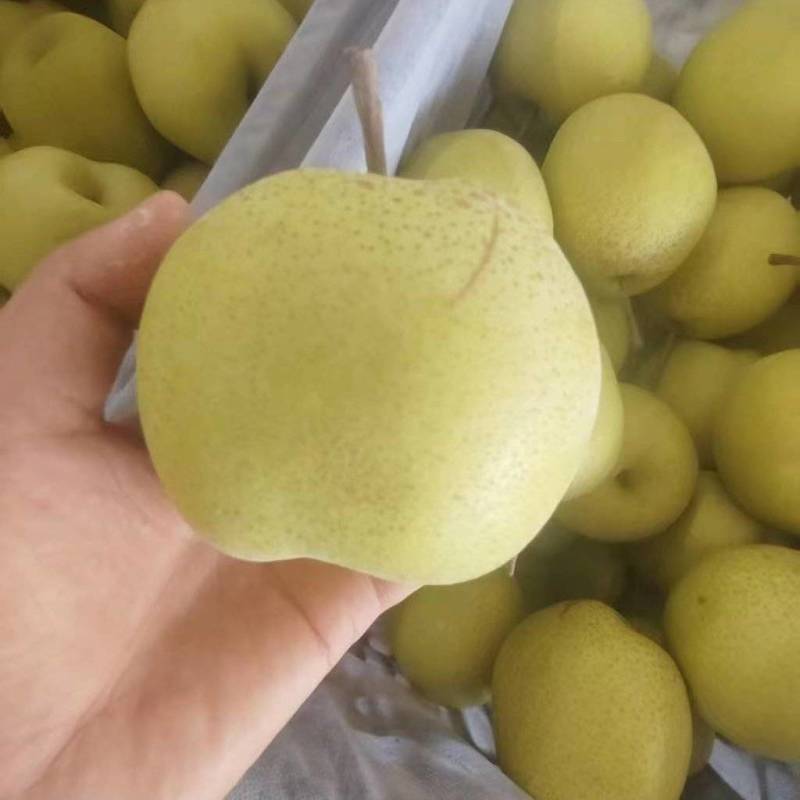 雪花梨/皇冠梨大量有货基地直供品质优现摘现发欢迎咨询来电