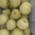 雪花梨/皇冠梨大量有货基地直供品质优现摘现发欢迎咨询来电