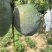 精品凯特芒欢迎合作