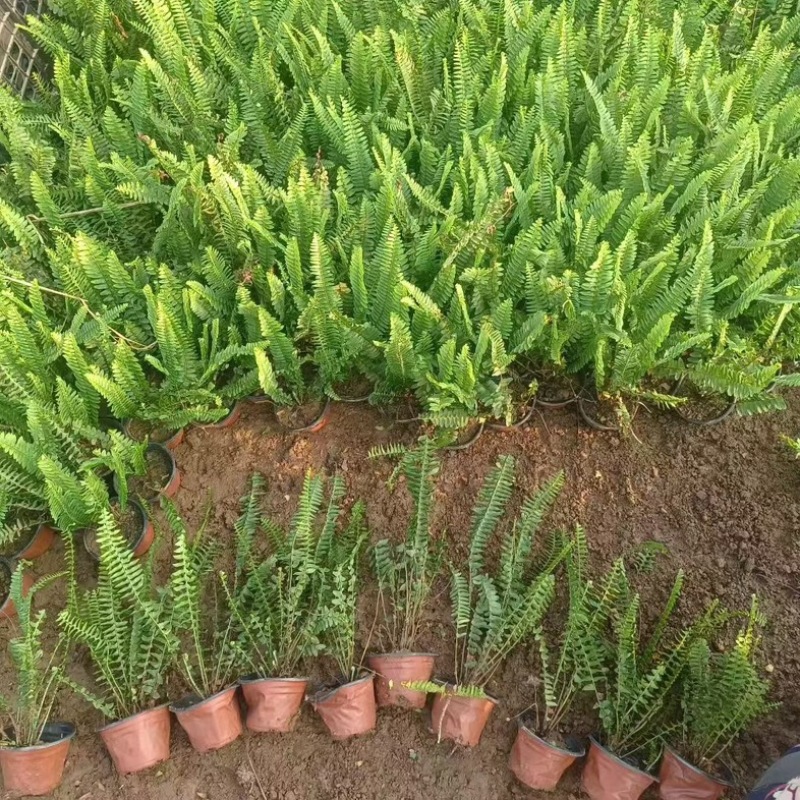 肾蕨#肾蕨盆栽#盆栽绿植#青州草花#草花基地