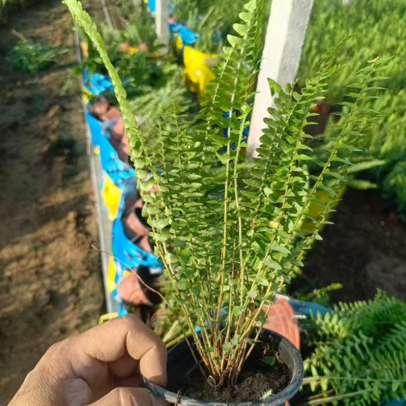 肾蕨#肾蕨盆栽#盆栽绿植#青州草花#草花基地