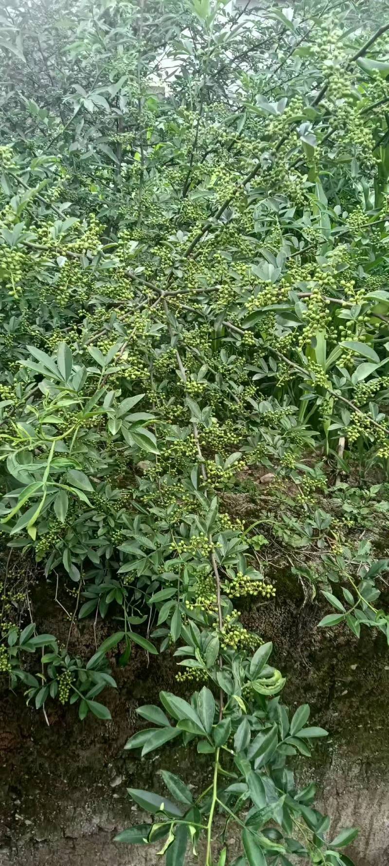 青花椒产地一手货源，规格齐全，量大从优价格可谈，欢迎电联