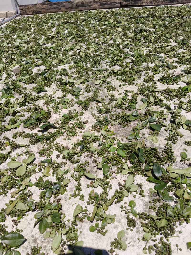 青花椒产地一手货源，规格齐全，量大从优价格可谈，欢迎电联