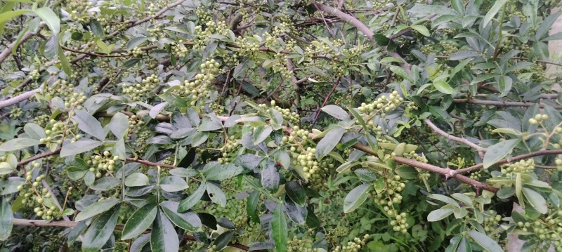 青花椒产地一手货源，规格齐全，量大从优价格可谈，欢迎电联