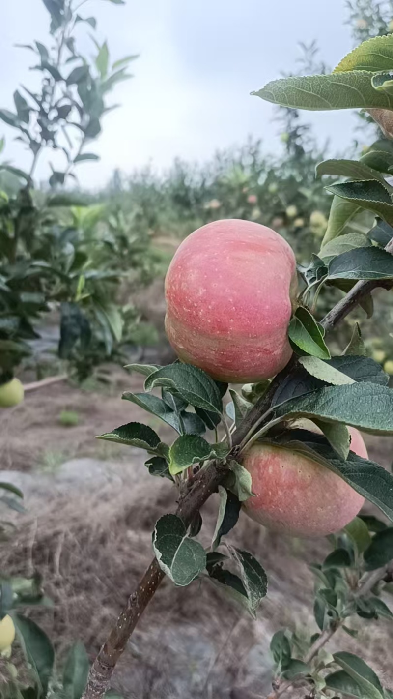 鲁丽苹果