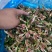 热销中山东威海荣成青皮无花果低温烘焙无花果烘干条