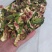 热销中山东威海荣成青皮无花果低温烘焙无花果烘干条