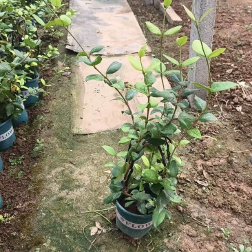 风车茉莉