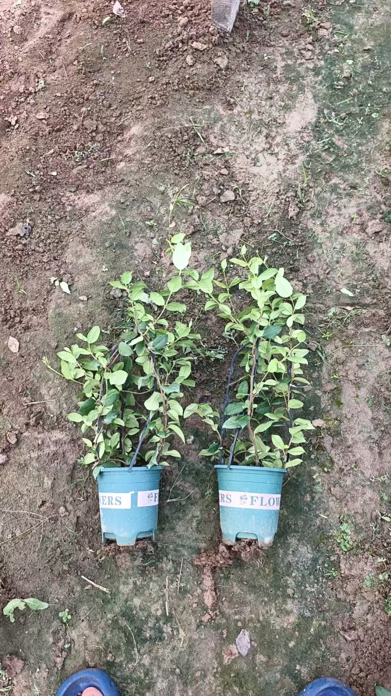 风车茉莉
