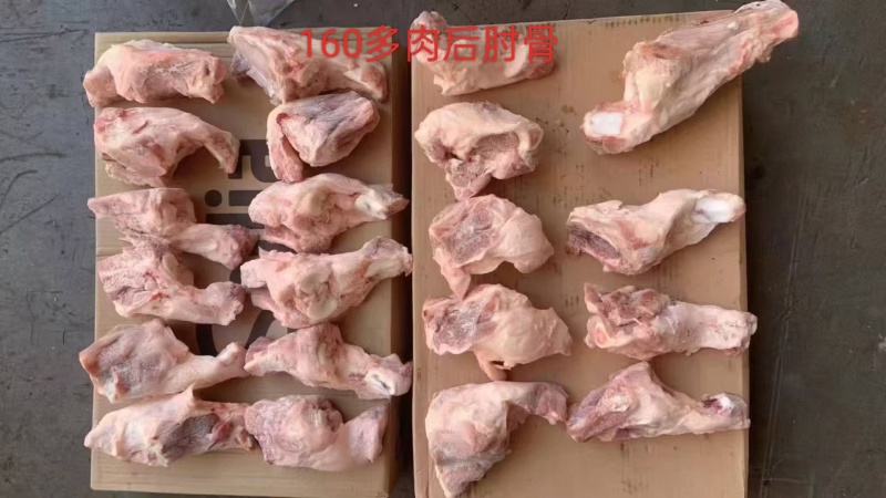 160多肉后肘骨