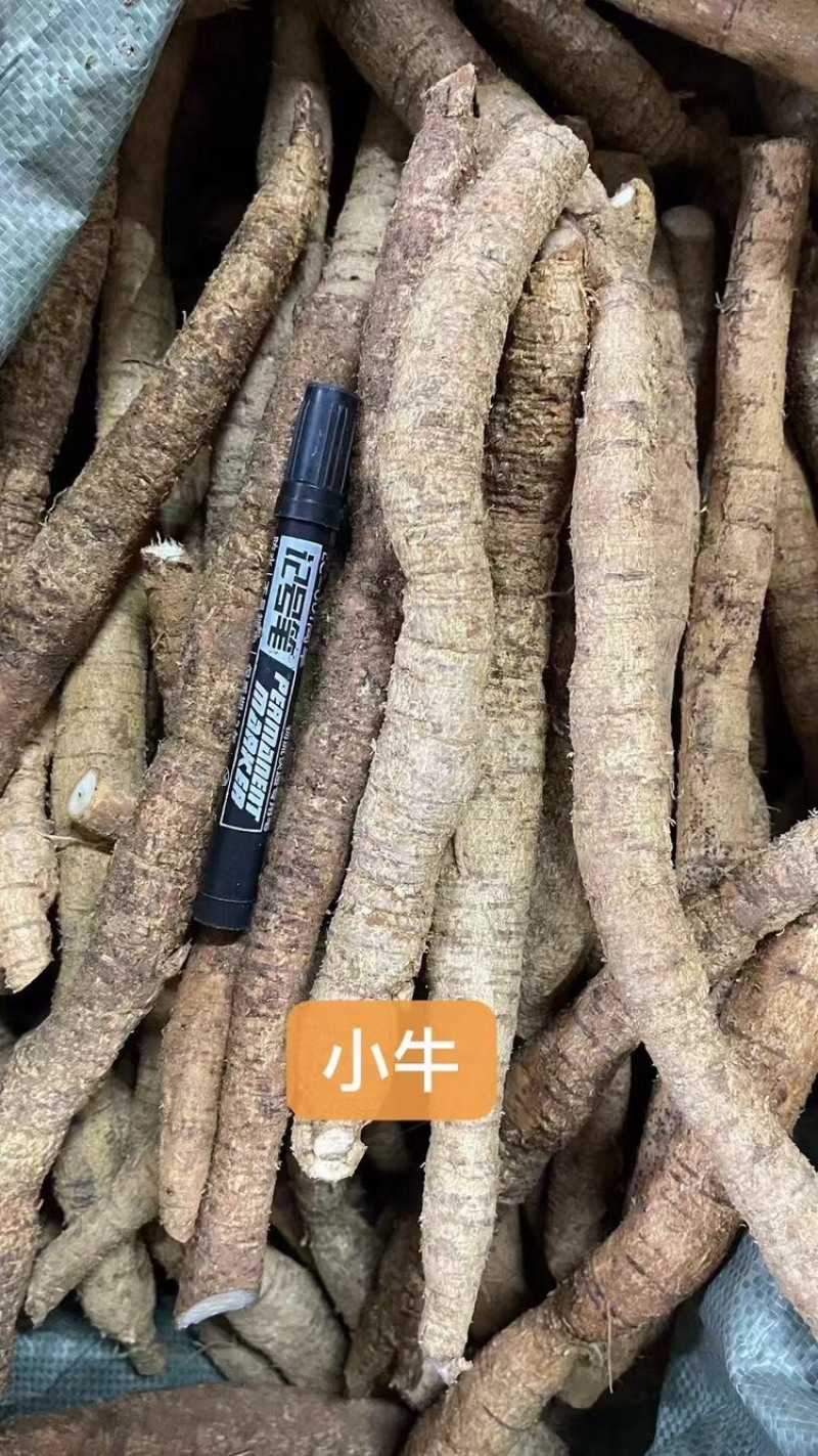 批发牛大力长期供应货源充足价格优惠欢迎来电咨询