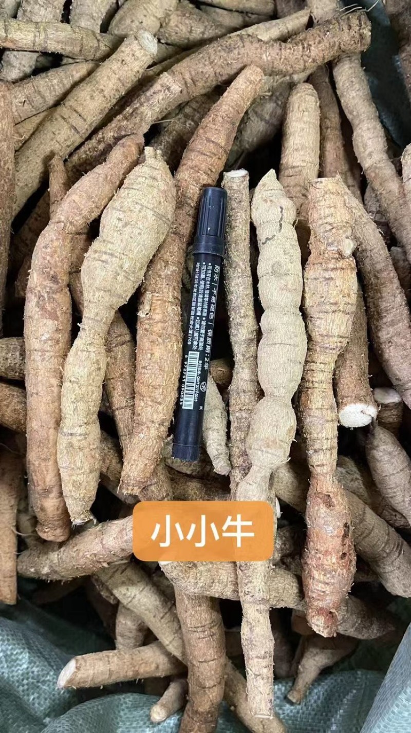 批发牛大力长期供应货源充足价格优惠欢迎来电咨询