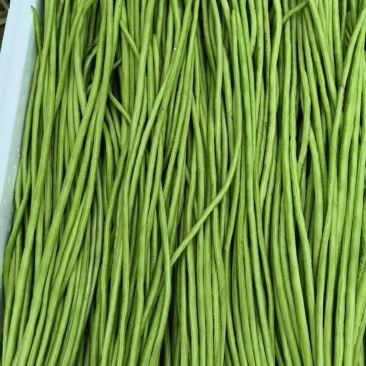 湖北利川高山蔬菜长豆角豇豆