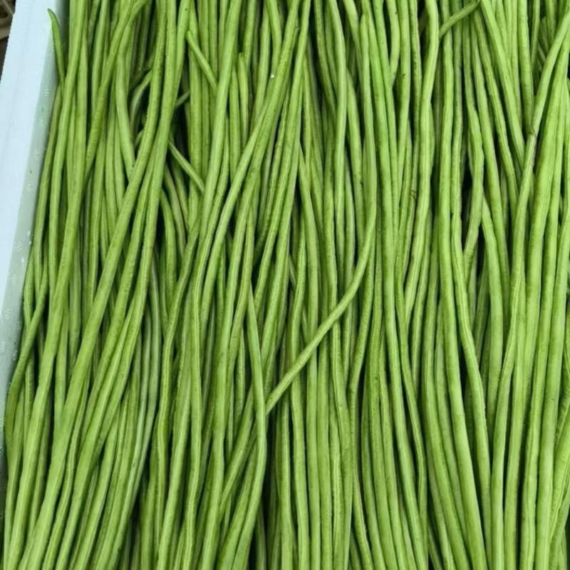 湖北利川高山蔬菜长豆角豇豆
