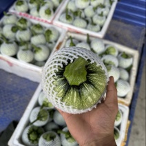 湖北利川蔬菜高山小南瓜