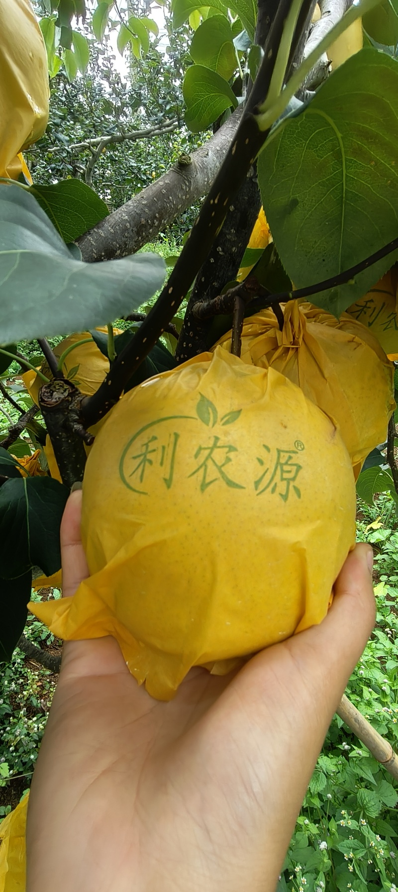 精品雪花梨