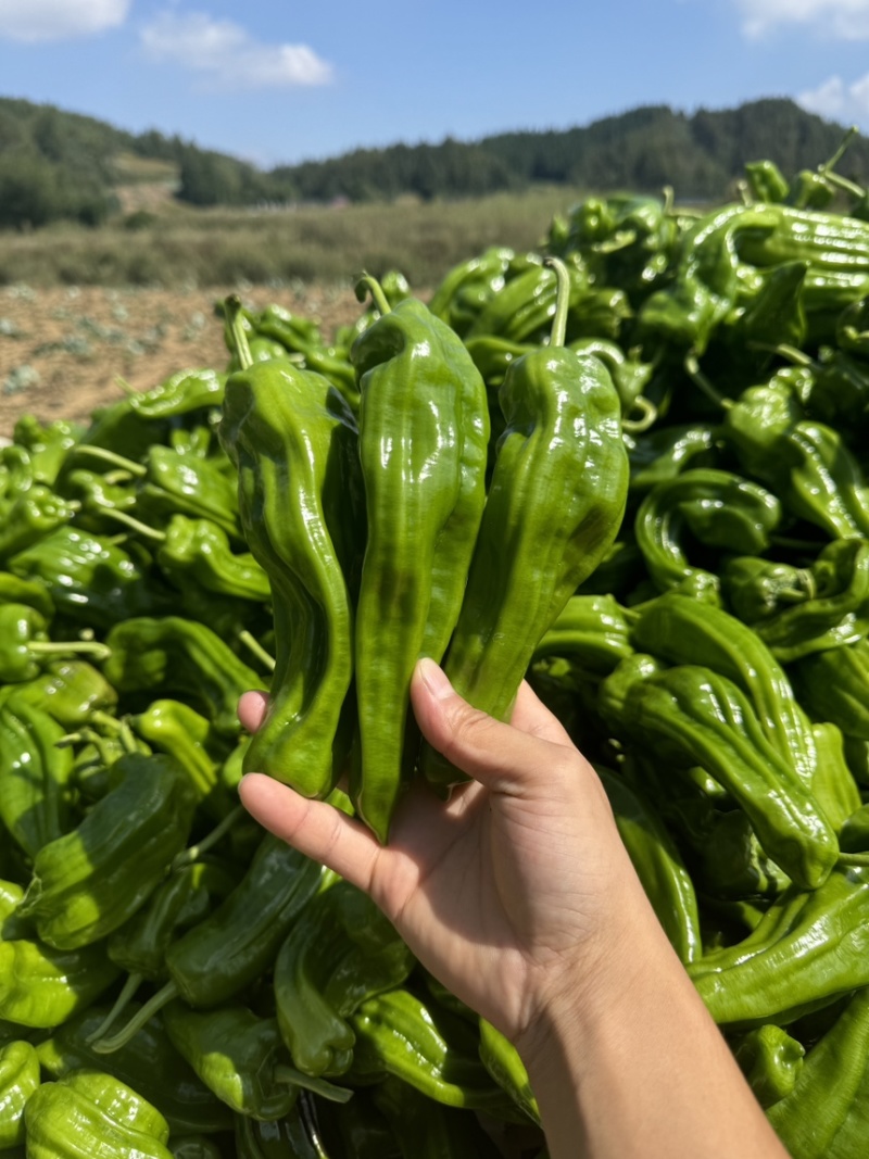 《上新》湖北利川高山芜湖椒大量上市薄皮椒产地直销