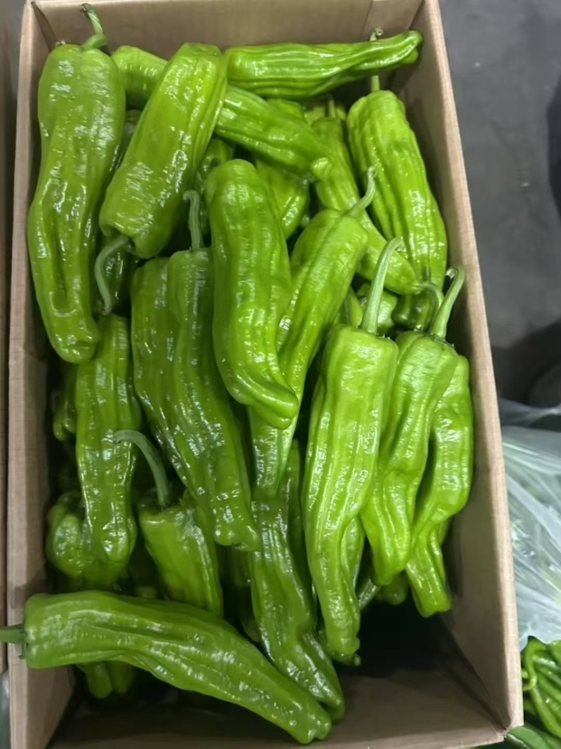 《上新》湖北利川高山芜湖椒大量上市薄皮椒产地直销