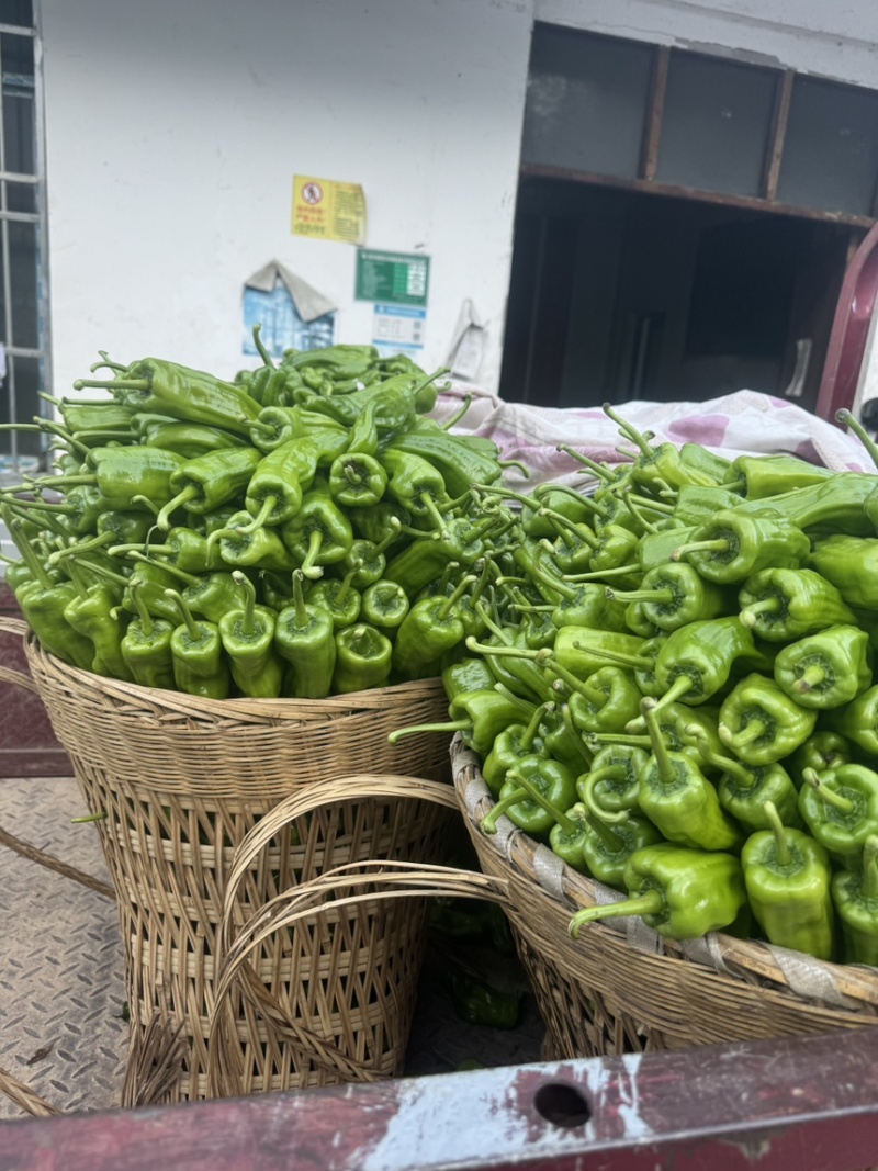 《上新》湖北利川高山芜湖椒大量上市薄皮椒产地直销
