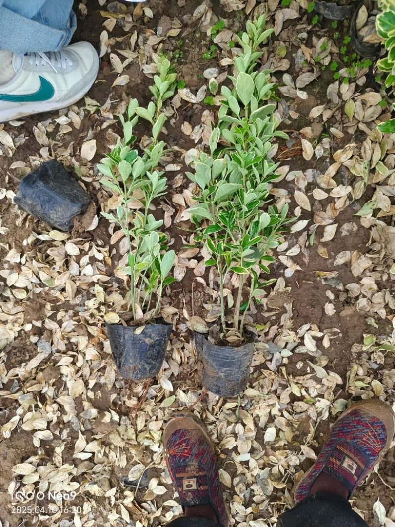 大杯金边黄杨杯苗，质量好，枝条粗壮，青州货源