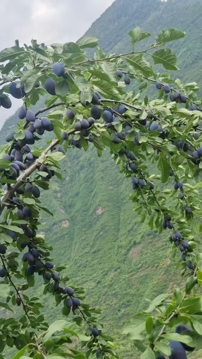 四川西梅，果肉紧实饱满，汁水丰富，带有自然甜味和清爽感
