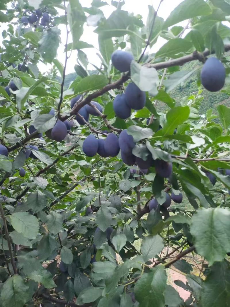 四川西梅，果肉紧实饱满，汁水丰富，带有自然甜味和清爽感