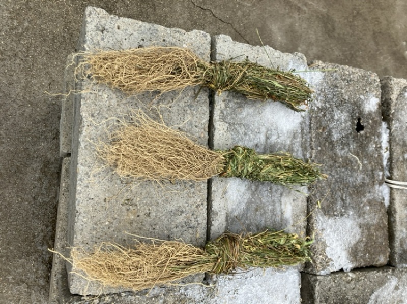 徐长卿全苗干货发货全国质量保证品质好发货快