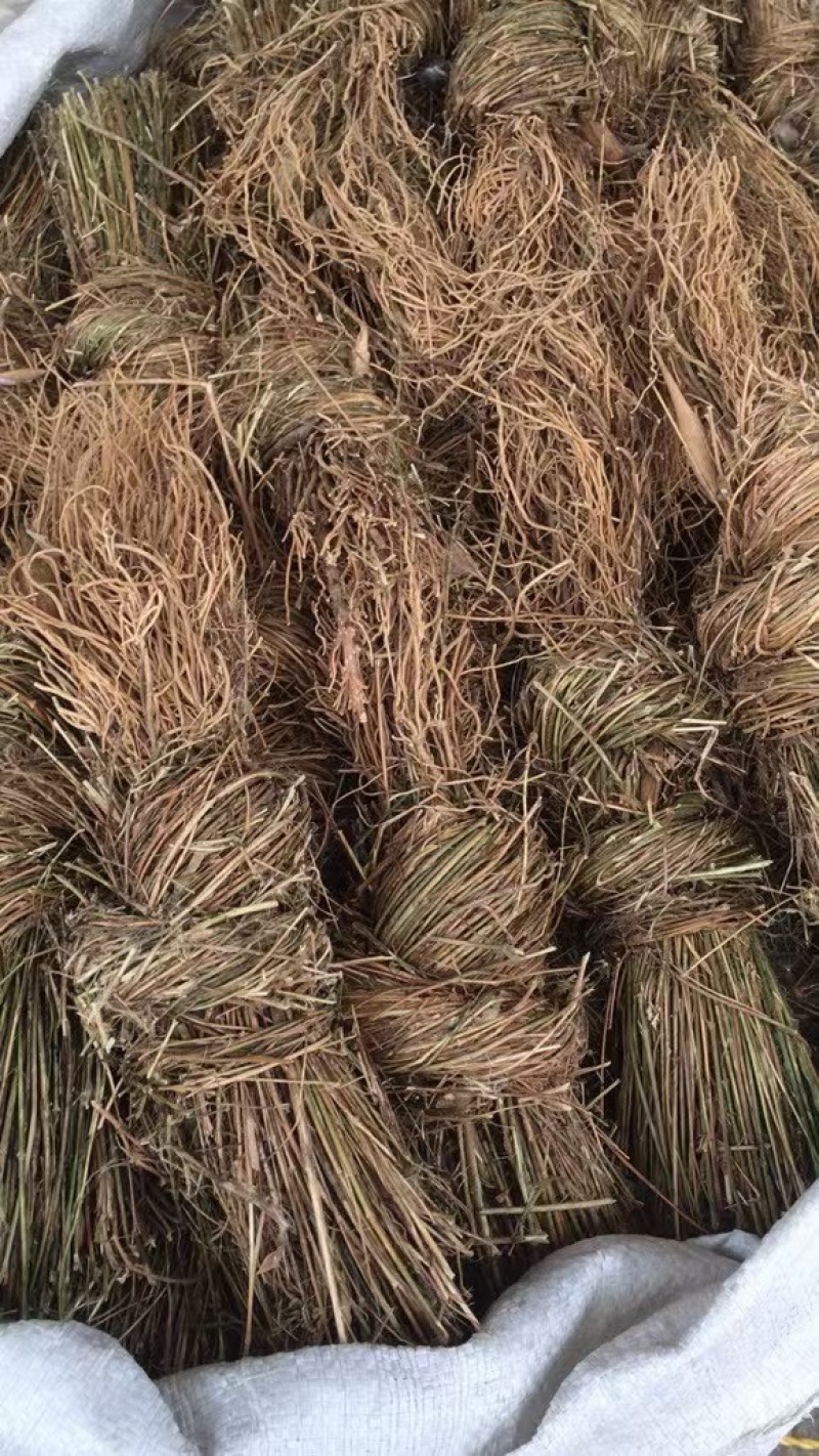 徐长卿全苗干货发货全国质量保证品质好发货快