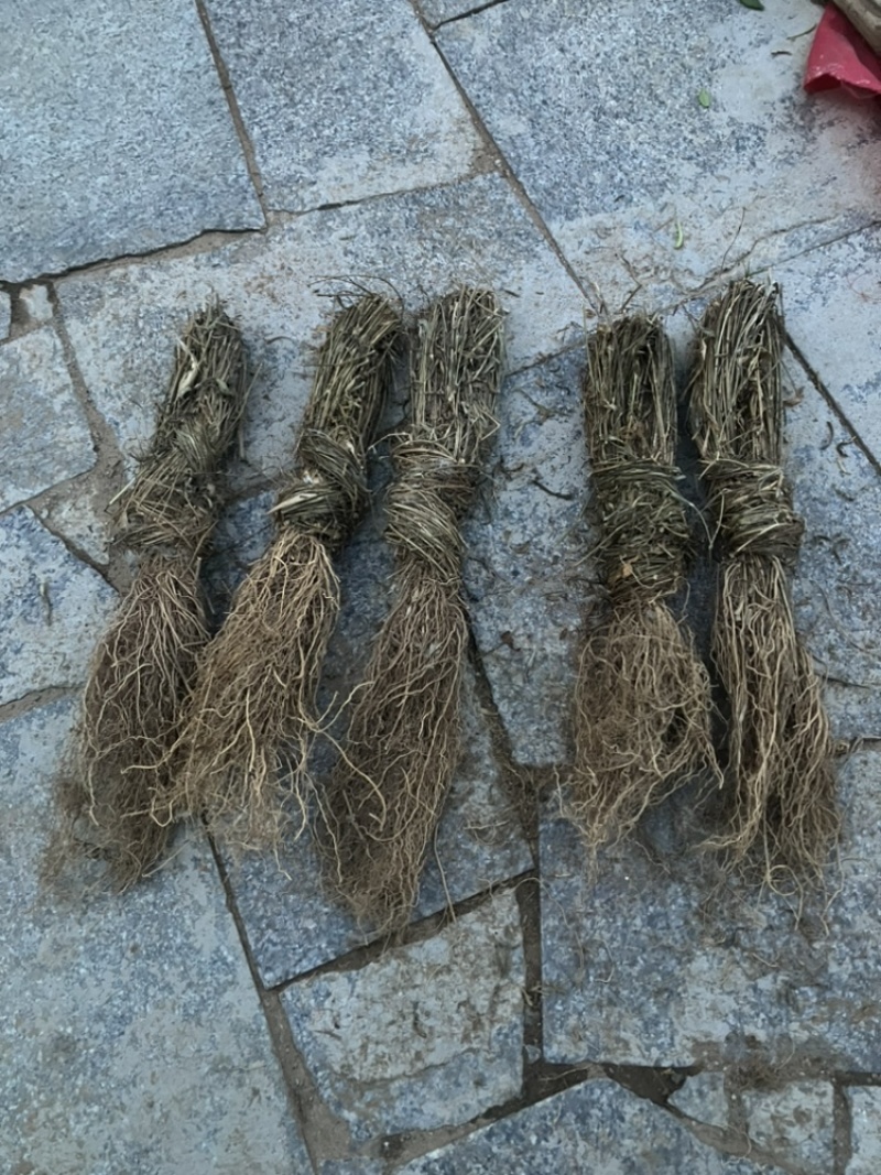 徐长卿全苗干货发货全国质量保证品质好发货快