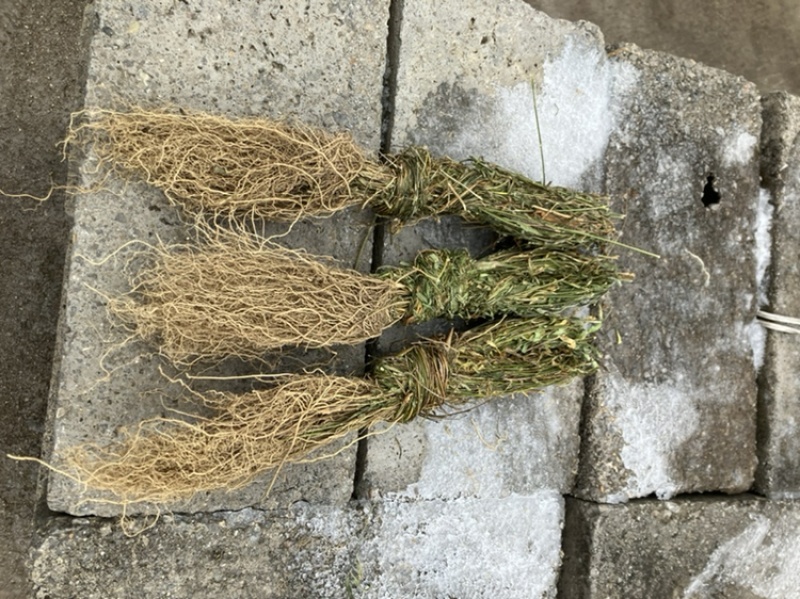 徐长卿全苗干货发货全国质量保证品质好发货快