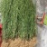徐长卿鲜货基地直发源头厂家质量保证运输方便来电