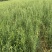 徐长卿鲜货基地直发源头厂家质量保证运输方便来电