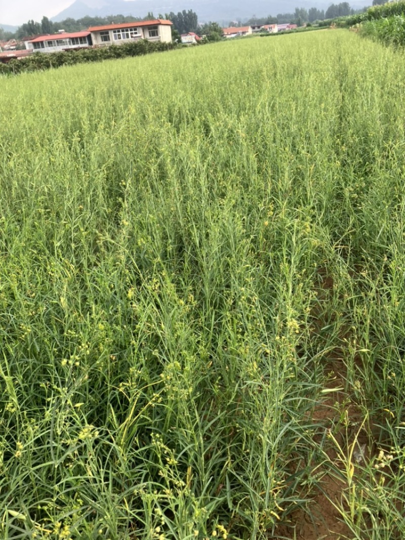 徐长卿鲜货基地直发源头厂家质量保证运输方便来电