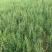 徐长卿鲜货基地直发源头厂家质量保证运输方便来电