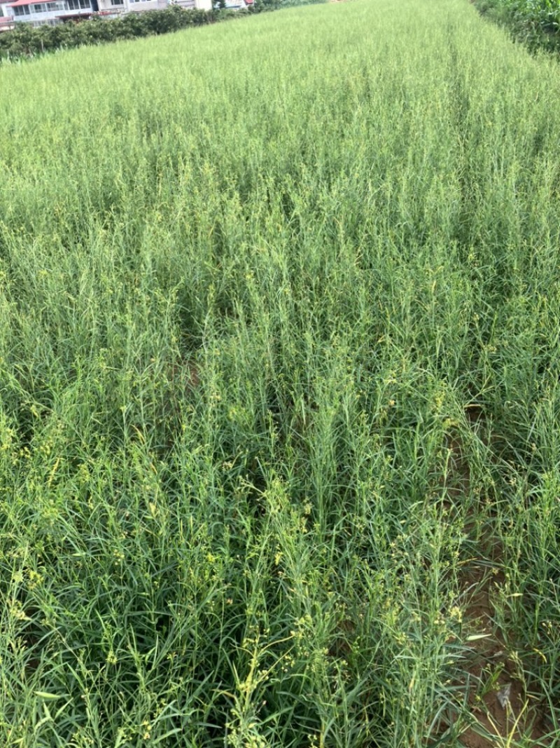 徐长卿鲜货基地直发源头厂家质量保证运输方便来电