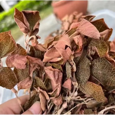 云南高山仿野生种植金线莲