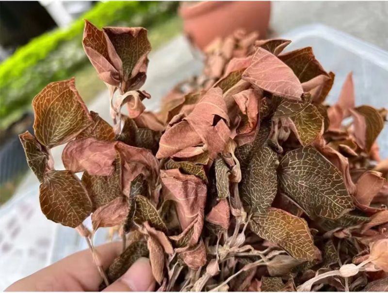 云南高山仿野生种植金线莲