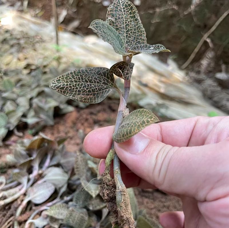 云南高山仿野生种植金线莲