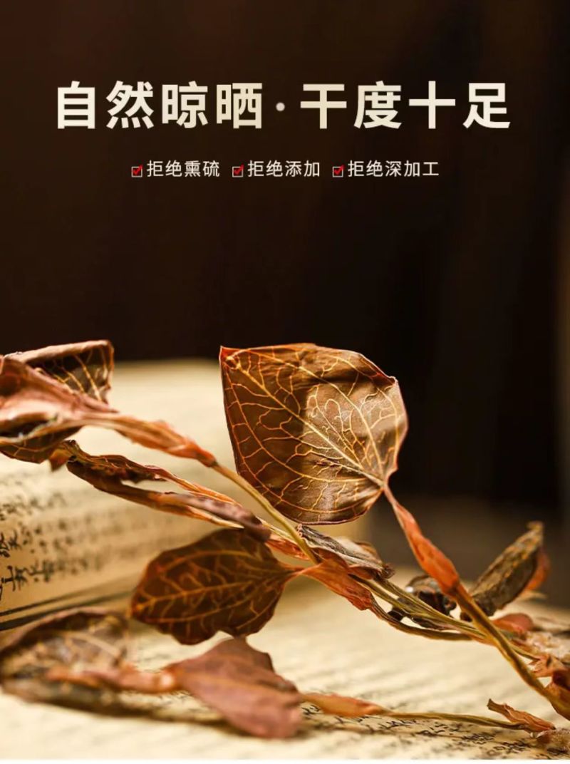 云南高山仿野生种植金线莲