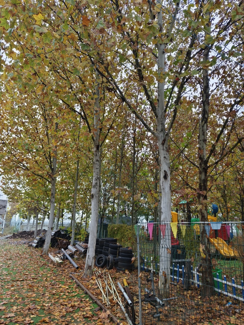 100亩白腊树，法桐树自家种植，产地直发，规格全。