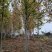100亩白腊树，法桐树自家种植，产地直发，规格全。