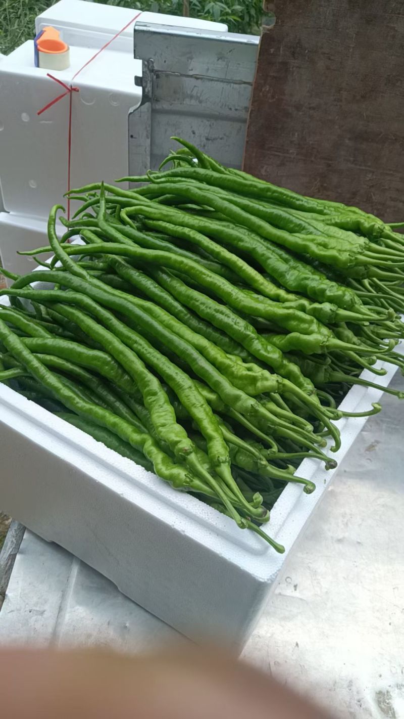 大量青线椒上市了，品质好，颜色，条性好，价格实惠