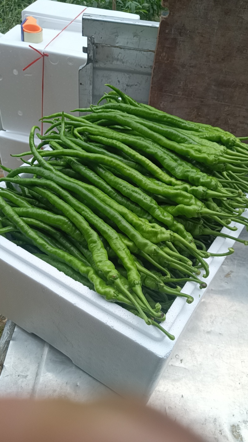 大量青线椒上市了，品质好，颜色，条性好，价格实惠