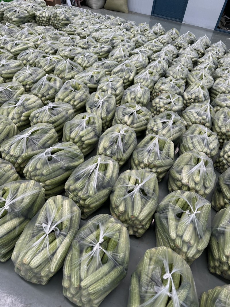 《精选》湖北利川高山旱黄瓜燕白黄瓜大量有货对接市场商超
