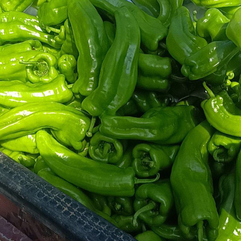 大果泡椒