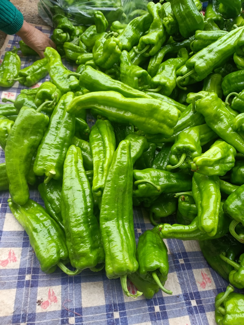 大果泡椒