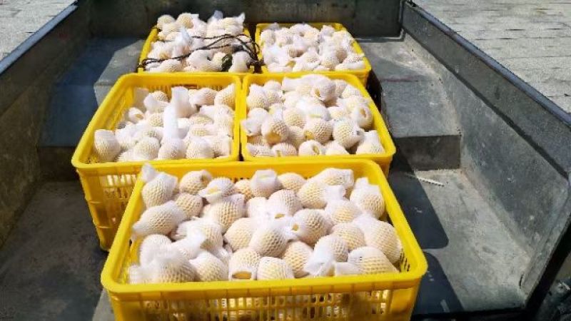 锦绣黄桃